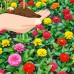 Zinnia Flower Garden Seeds - Thumbelina Mix - 1 g Packet - Annual Flower Gardening Seed - Zinnia elegens   566997224